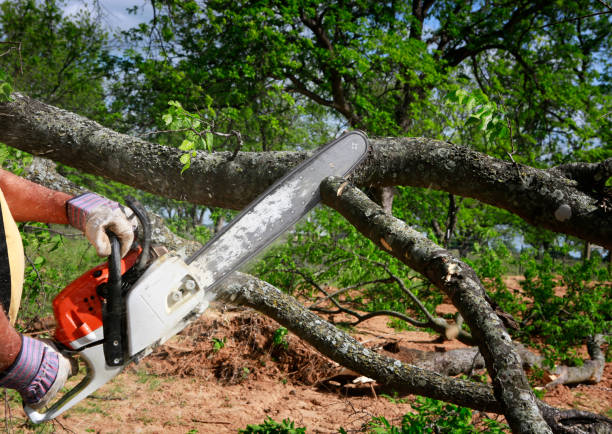 Best Leaf Removal  in Cienega Springs, AZ